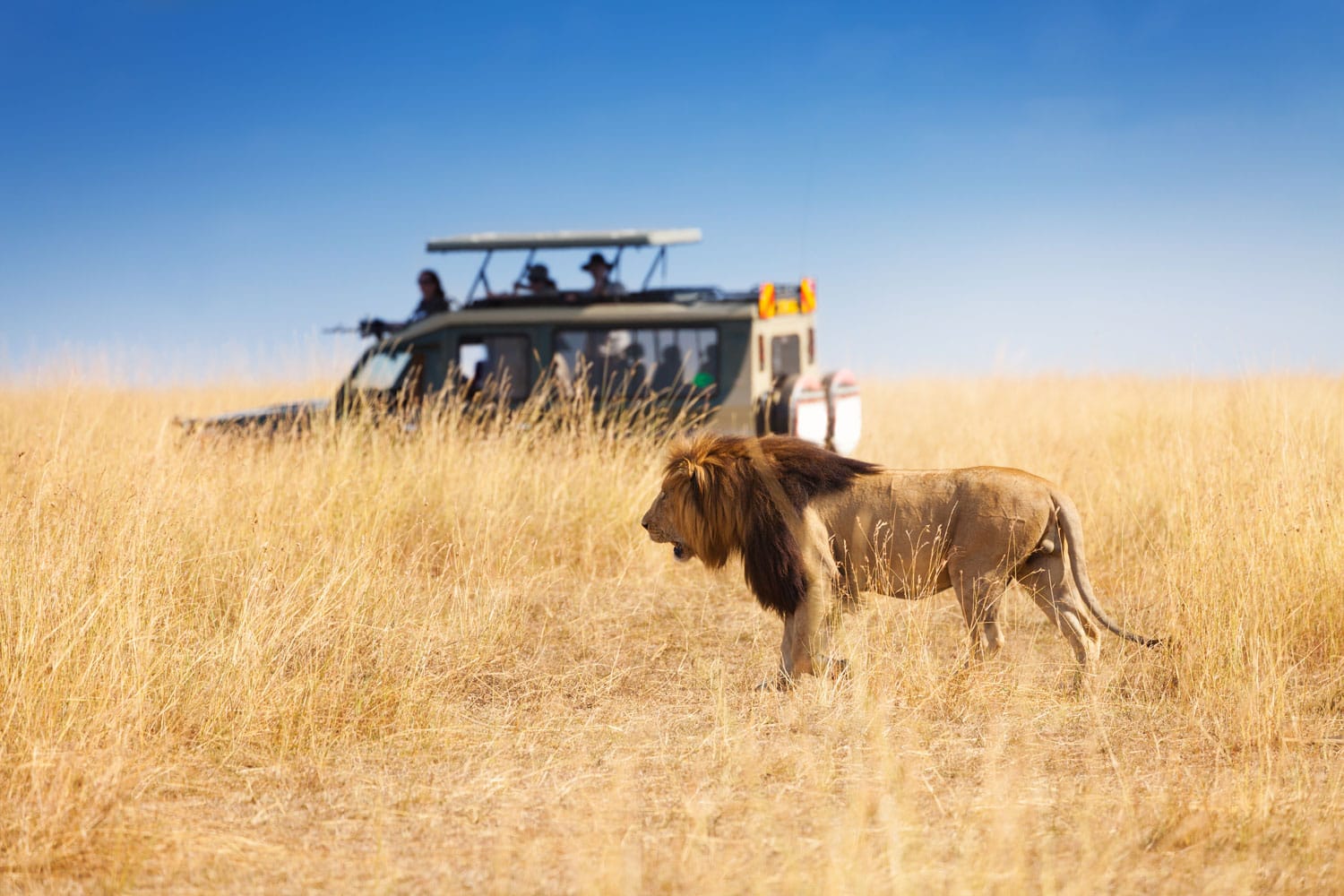 African Wildlife Safaris